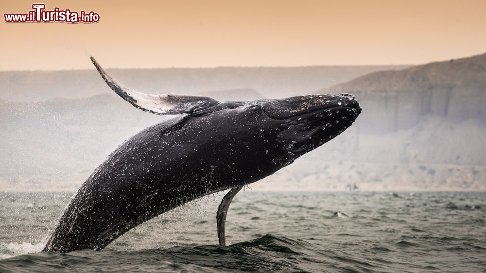 Immagine Il salto di una megattera a Los Organos, Piura, Perù. La suggestiva immagine di un esemplare di questo cetaceo oggi quasi in via di estinzione.