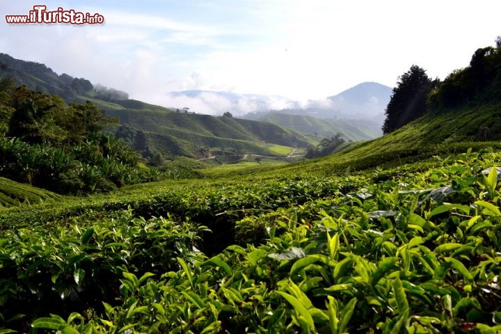 Immagine Il tè a Sungai Palas, Malesia: questa piantagione è probabilmente la più famosa delle Cameron Highlands, quella che compare spesso nelle cartoline o nei cataloghi delle agenzie turistiche che propongono i tour.