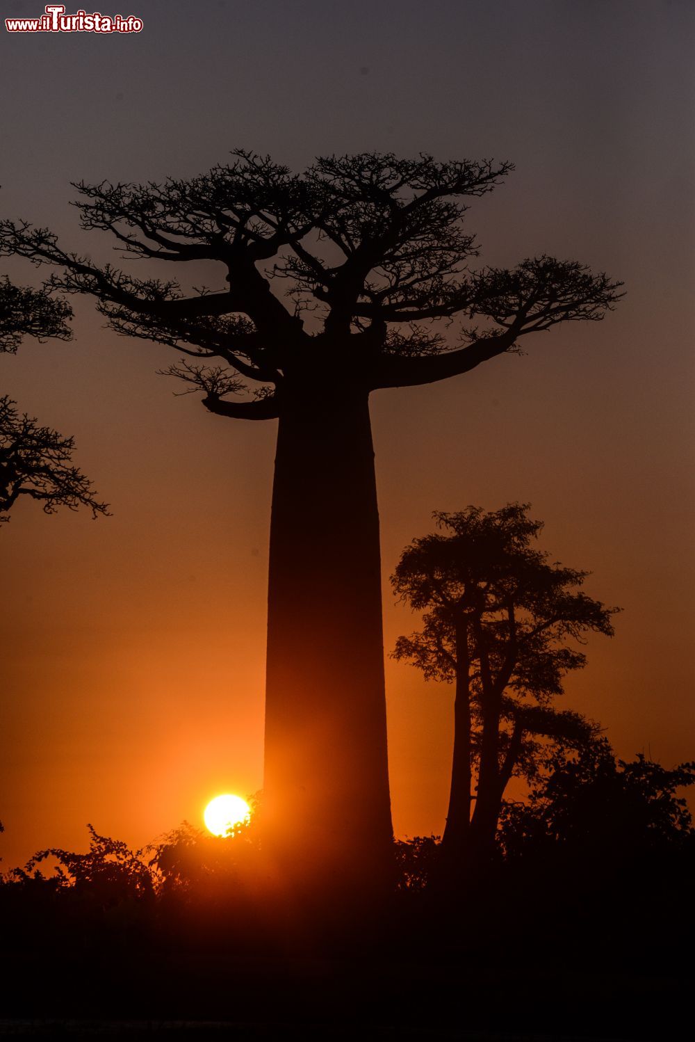 Immagine Il tramonto spettacolare nella Baobab Avenue in Madagascar.