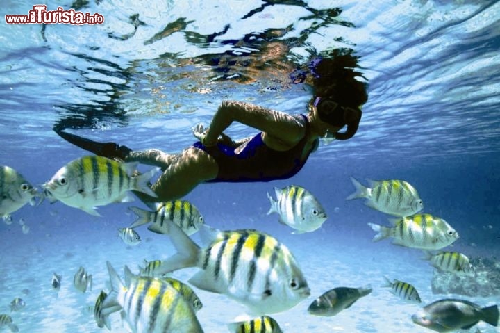 Immagine Immersioni a Barbados: questa isola è celebre per alcuni diving sites, insuperabili pre trasparenza delle acque - Fonte: Barbados Tourism Authority