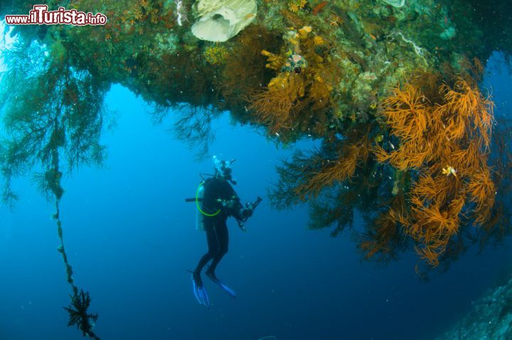 Immagine Immersioni a Sulawesi, Indonesia. Le acque dell'arcipelago sono ricche di fondali spettacolari molto aprezzati dai subacquei di tutto il mondo - foto © fenkieandreas / Shutterstock.com