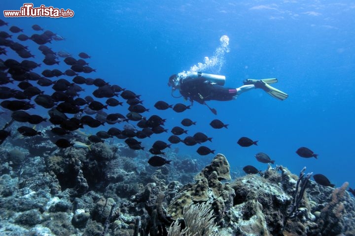 Immagine Immersioni Curacao, Antille Olandesi