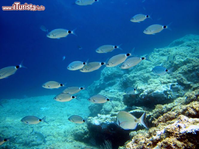 Immagine Immersioni nel mare dell'isola di Cavallo nel sud della Corsica