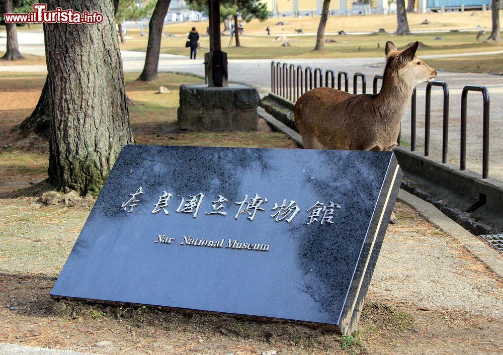 Immagine Ingresso al Museo Nazionale di Nara, Giappone, e un cervo. Nel paese del Sol Levante questo animale è l'emblema della divinità del successo - © dimakig / Shutterstock.com