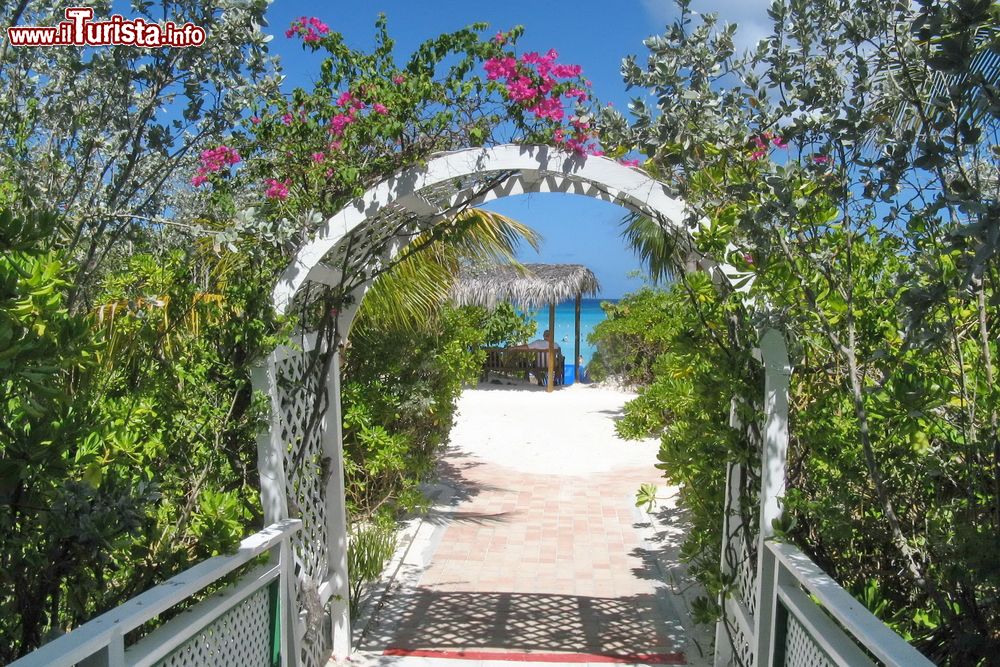 Immagine L'ingresso di una spiaggia a Half Moon Cay, Bahamas. A fare da cornice al mare cristallino e alla sabbia finissima e dorata è una natura verde e lussureggiante che si tinge spesso di mille colori con la fioritura di specie floreali.