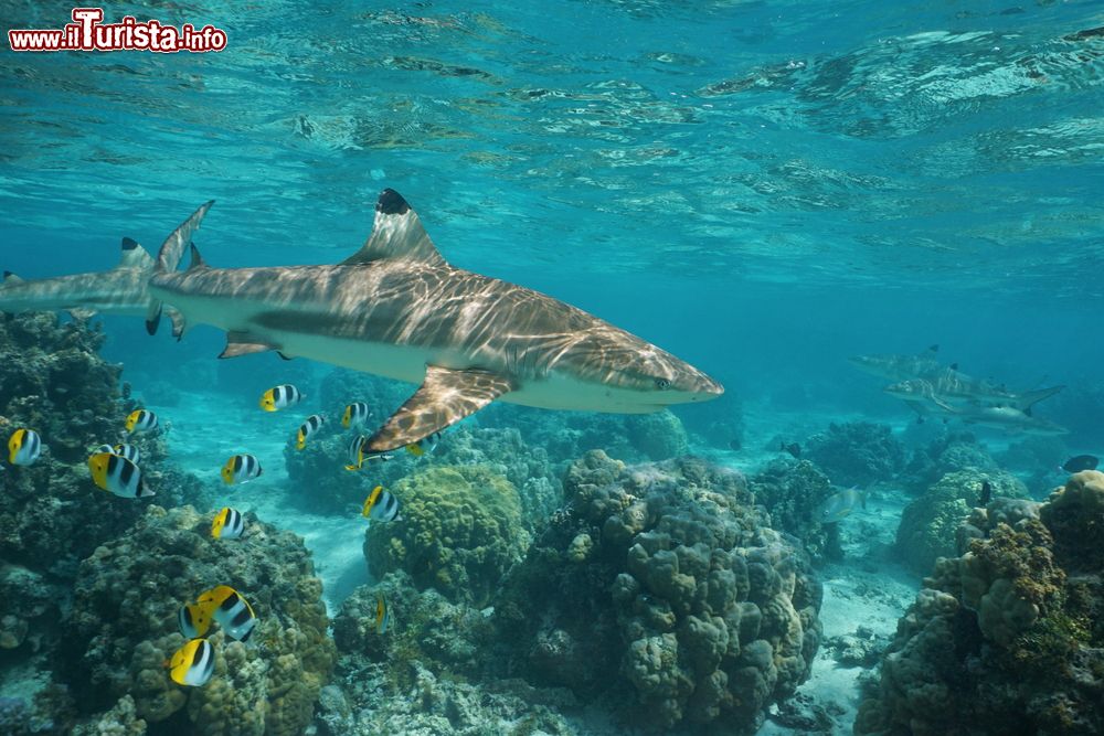 Immagine Isola di Huahine, Polinesia Francese: uno squalo della scogliera di Blacktip con pesci farfalla e coralli tropicali nella laguna a sud del Pacifico.