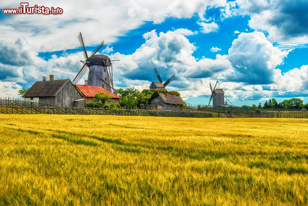 Immagine Isola di Saarema, Estonia: il paesggio estivo delle campagne