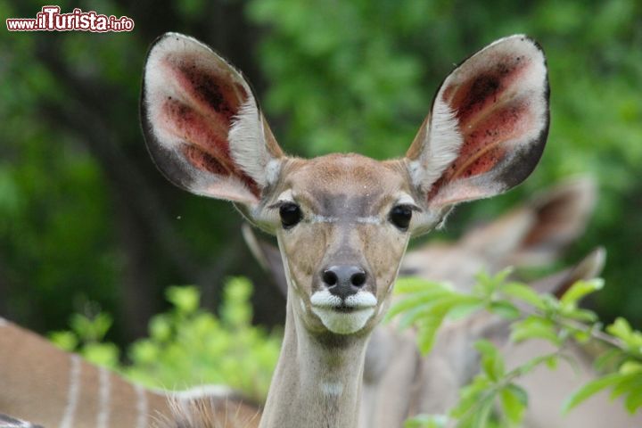 Immagine Un giovane esemplare di Kudu Tragelaphus Strepsiceros nel parco di Ruaha. Quest'antilope, nota anche come kudu maggiore, popola le zone boschive dell'Africa orientale e meridionale nutrendosi di erba e foglie. - © Photos Natura / Shutterstock.com