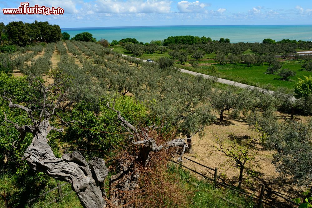 Immagine La Costa adriatica in Abruzzo nei pressi di Fossacesia