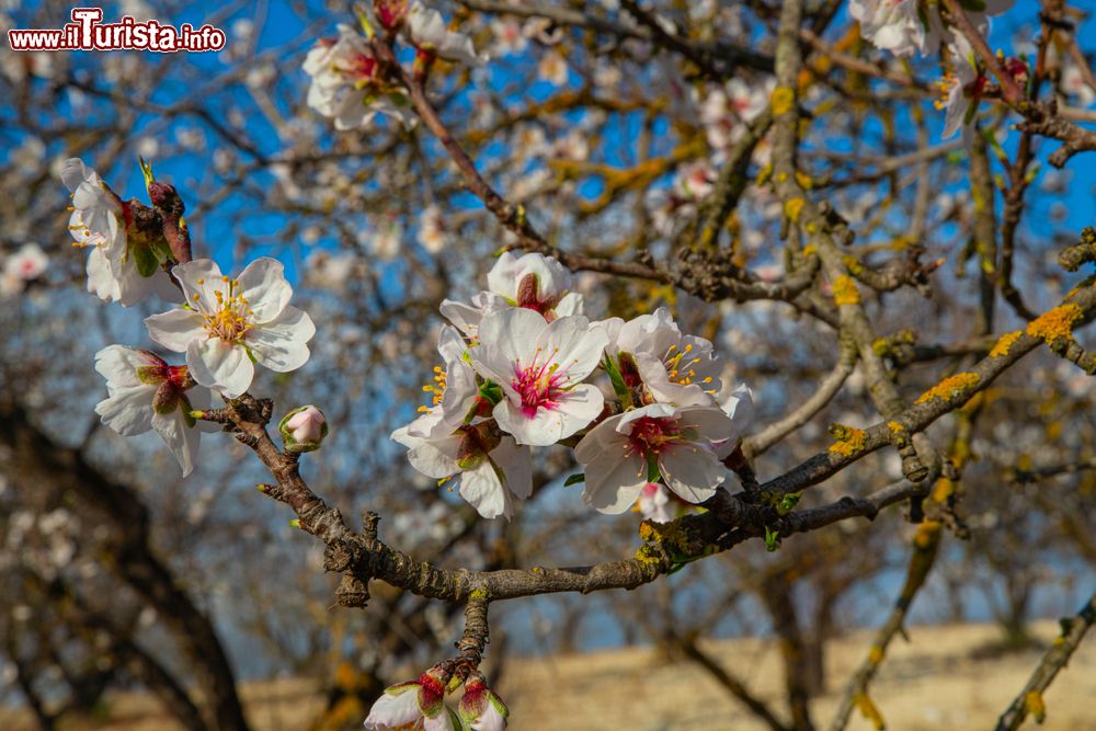 Immagine La fioritura dei ciliegi nella zona di Graniti in Sicilia. Il dolce frutto viene celebrato con una festa a tema