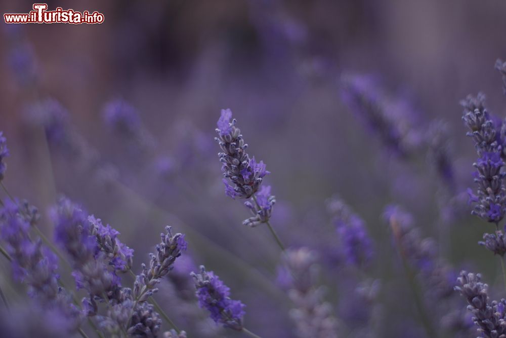 Immagine La fioritura della lavanda a Sadali in Sardegna