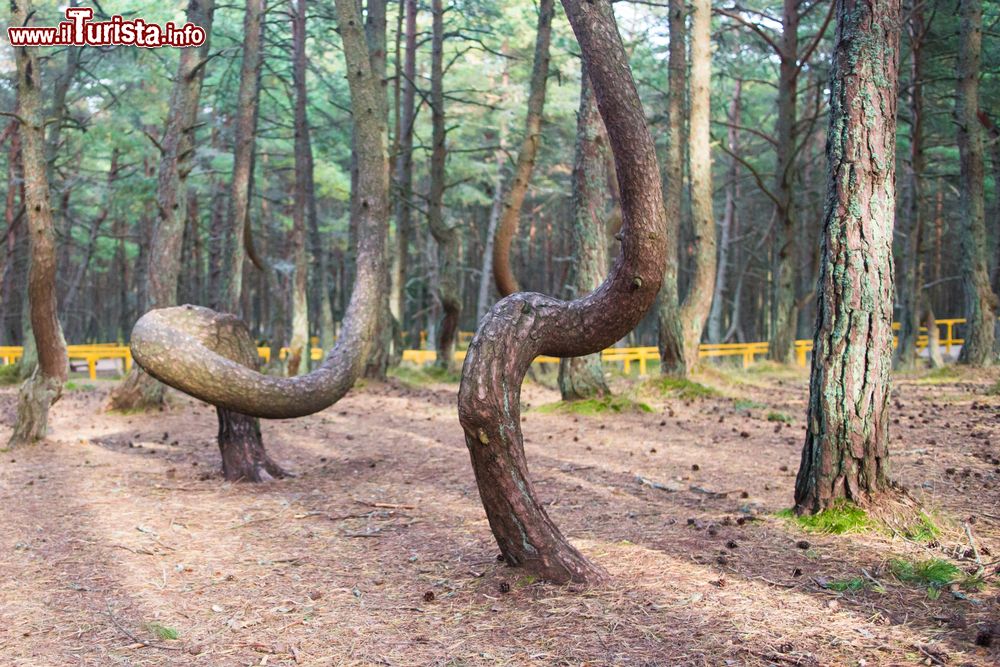 Immagine La Foresta Danzante a Curonian Spit, Kaliningrad, Russia. Siamo in una sottile striscia di terra che si estende per 98 chilometri e divide la laguna dei Curi dal Mar Baltico.