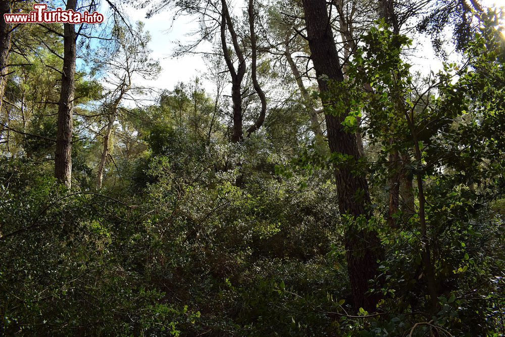 Immagine La Foresta Mercadante vicino a Cassano delle Murge in Puglia.