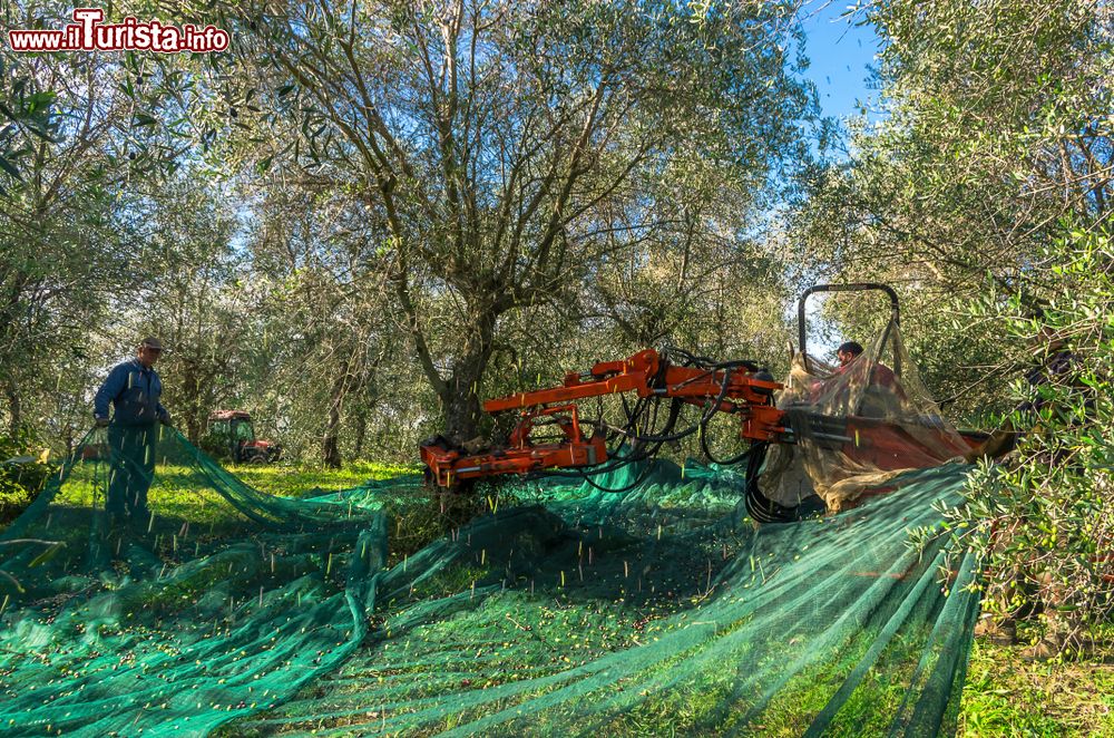 Immagine La raccolta delle olive a Terricciola in Toscana  - © muph / Shutterstock.com