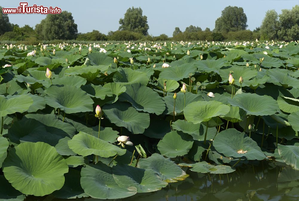 Immagine La Riserva Naturale delle Valli del Mincio vicino a Curtatone