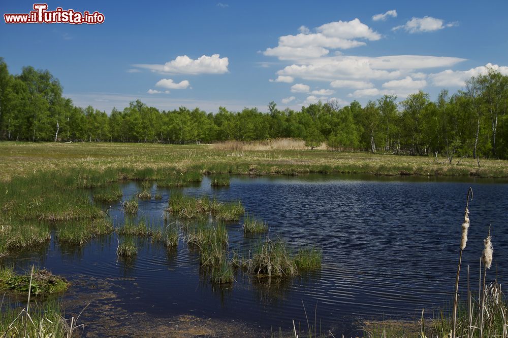 Immagine La riserva naturale nazionale S.O.O.S a Frantiskovy Lazne, Repubblica Ceca.