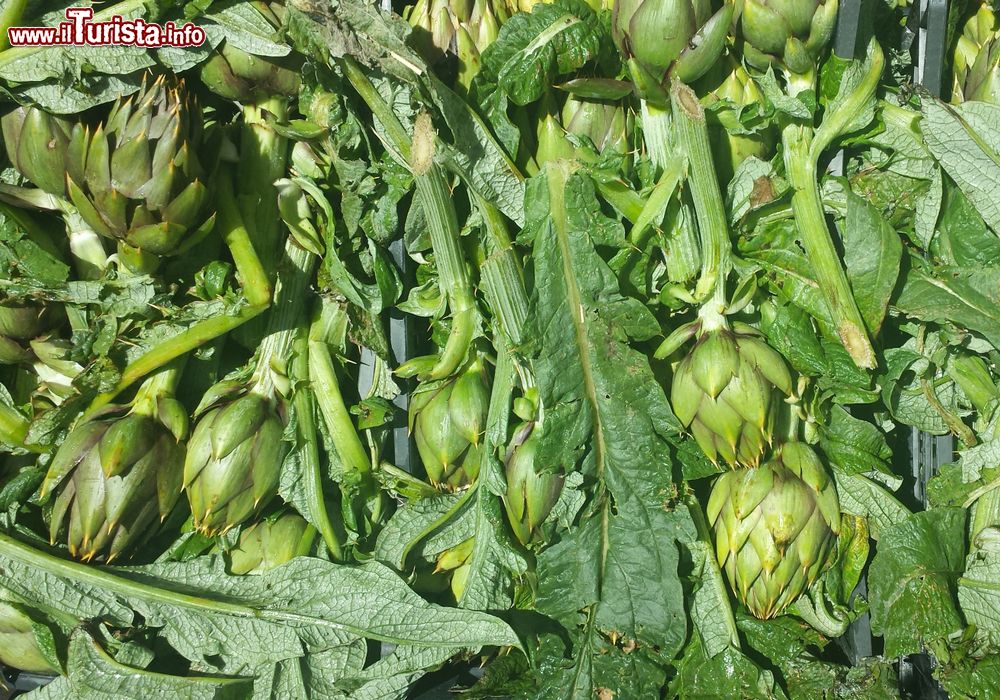 Immagine La Sagra del Carciofo di Samassi in Sardegna