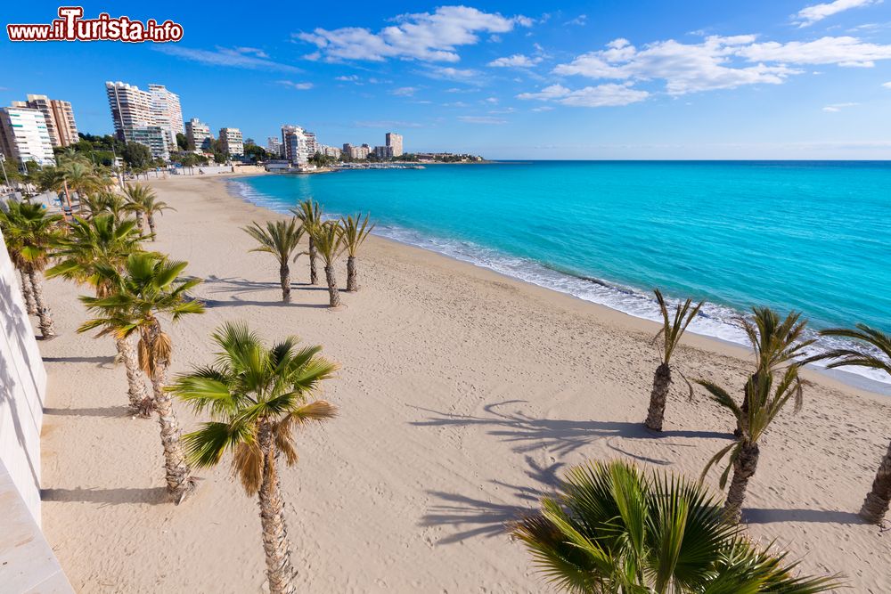 Immagine La spiaggia di La Albufereta con palme a Alicante, Spagna. Nonostante la popolarità, è poco frequentata.