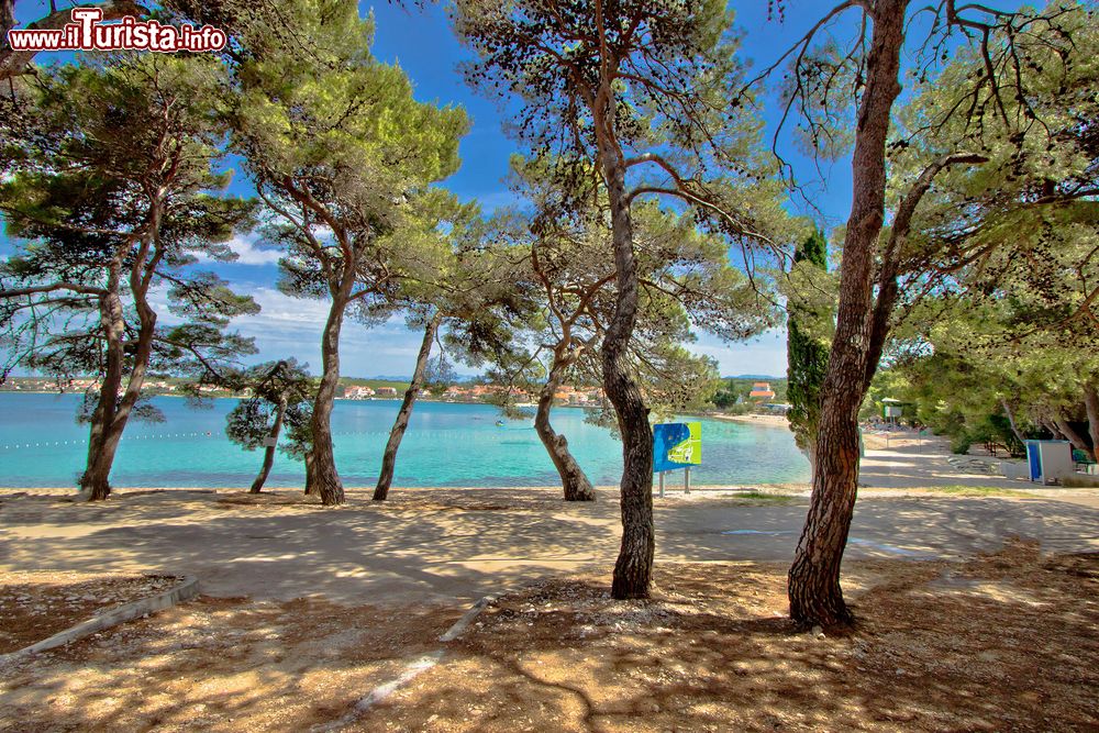 Immagine La spiaggia di Petrcane con i pini, Dalmazia, Croazia. Questo piccolo villaggio di pescatori ha una storia di 900 anni ed è caratterizzato da belle spiagge, acque limpide e pini profumati che creano un perfetto clima mediterraneo.