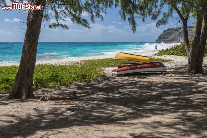 Immagine La spiaggia selvaggia di Foul Bay a Barbados si trova nella porzione sud-orientale dell'isola caraibica, e la presenza di alberi la rende ideale per coloro che cercano il sollievo dell'ombra quando di recano in spiaggia - © Philip Willcocks / Shutterstock.com