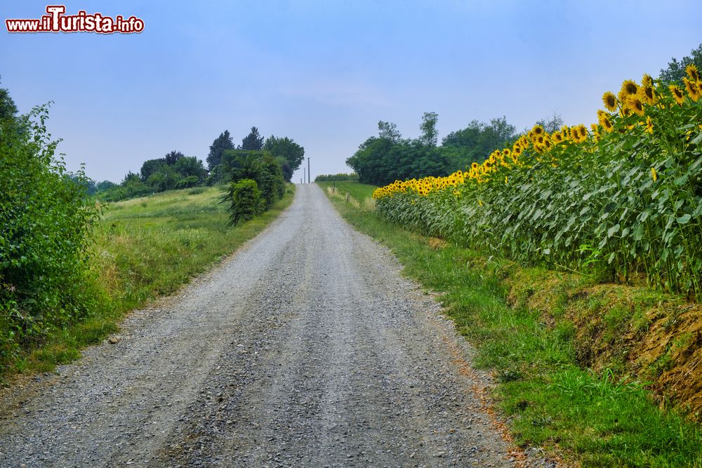 Immagine La strada che congiunge Vigolo Marchese con Carpaneto Piacentino in Emilia-Romagna