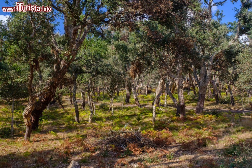 Immagine La vegetazione delle campagne inotrno a Bitti, in Sardegna.