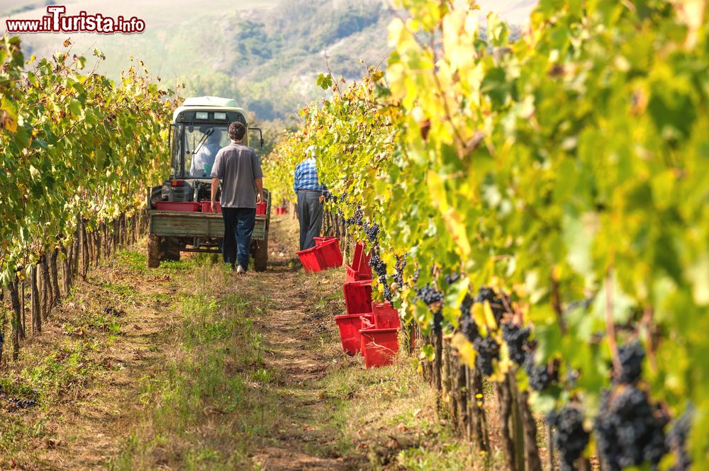 Immagine La vendemmia sulle colline nei dintorni di Dozza in Emilia-Romagna