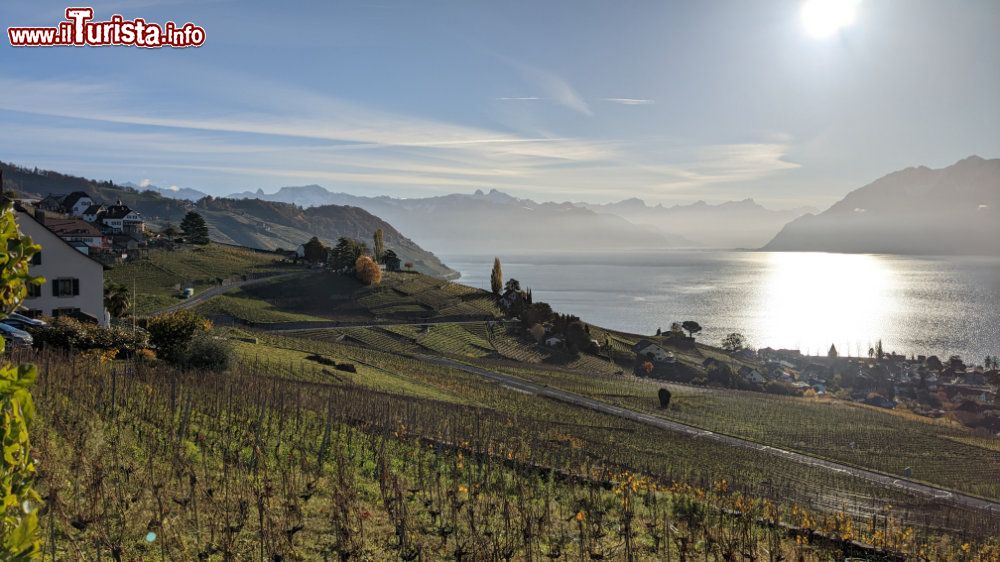 Immagine La zona del Lavaux a Losanna sul Lago Lemano in Svizzera  - © Deborah Terrin