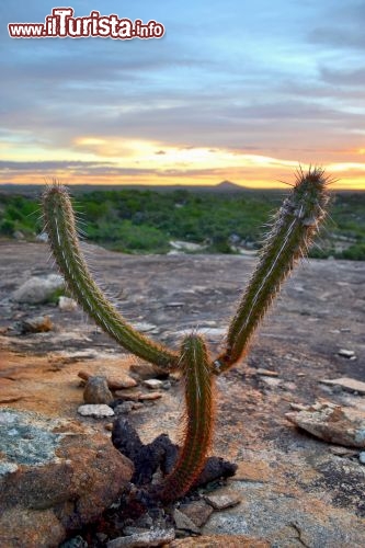 Immagine Un cactus nato tra le rocce granitiche dei Lajedo de Pai Mateus in Brasile