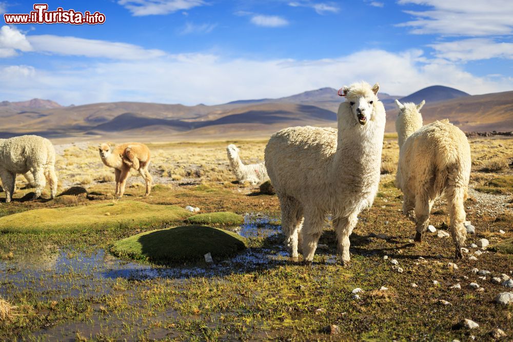 Immagine Lama nelle Ande nei pressi di Arequipa e Colca Canyon, Perù. Una simpatica immagine di questi grossi camelidi originari del Sudamerica.