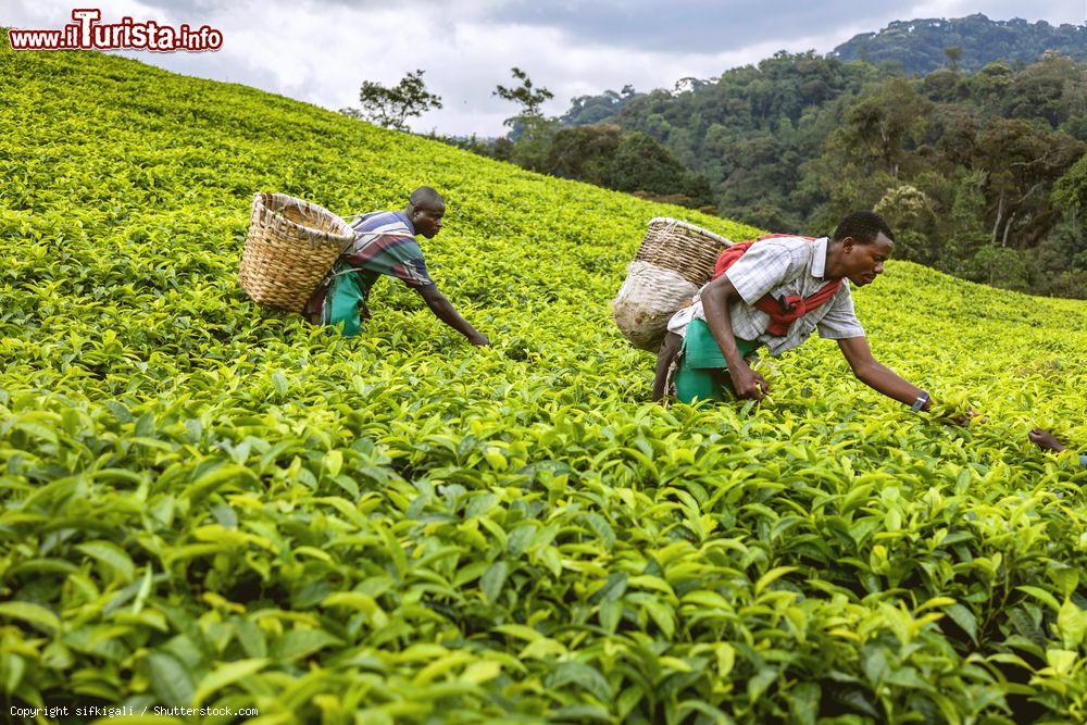 Immagine Lavoratori africani nelle piantagioni di tè nei pressi di Kigali, Ruanda - © sifkigali / Shutterstock.com