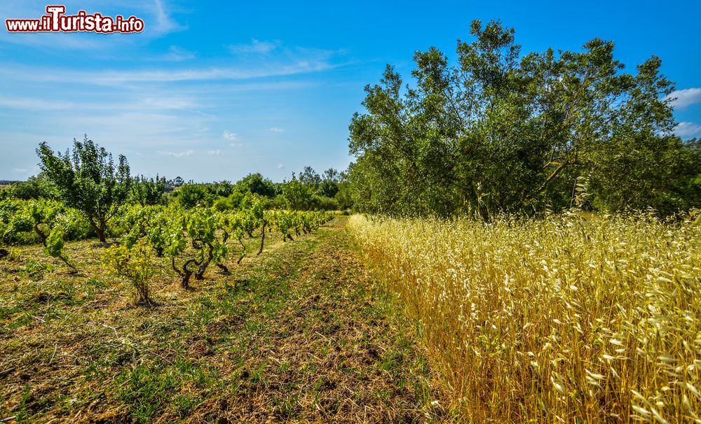 Immagine Le campagne del Medio Campidano non distanti da Serrenti in Sardegna