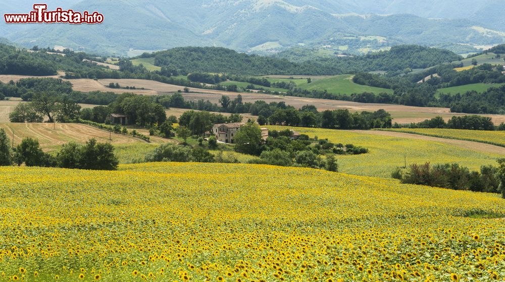 Immagine Le campagne intorno a Pergola: campo di girasoli fotografato in estate