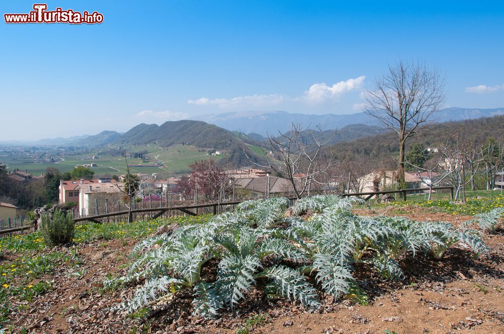 Immagine Le campagne intorno Refrontolo di Treviso in primavera