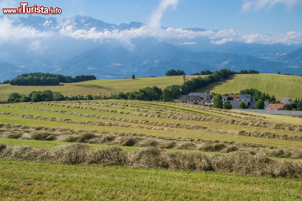 Immagine Le colline di Saint Hilaire de Touvet, valle dell'Isère, Francia, con l'erba tagliata e messa a seccare.