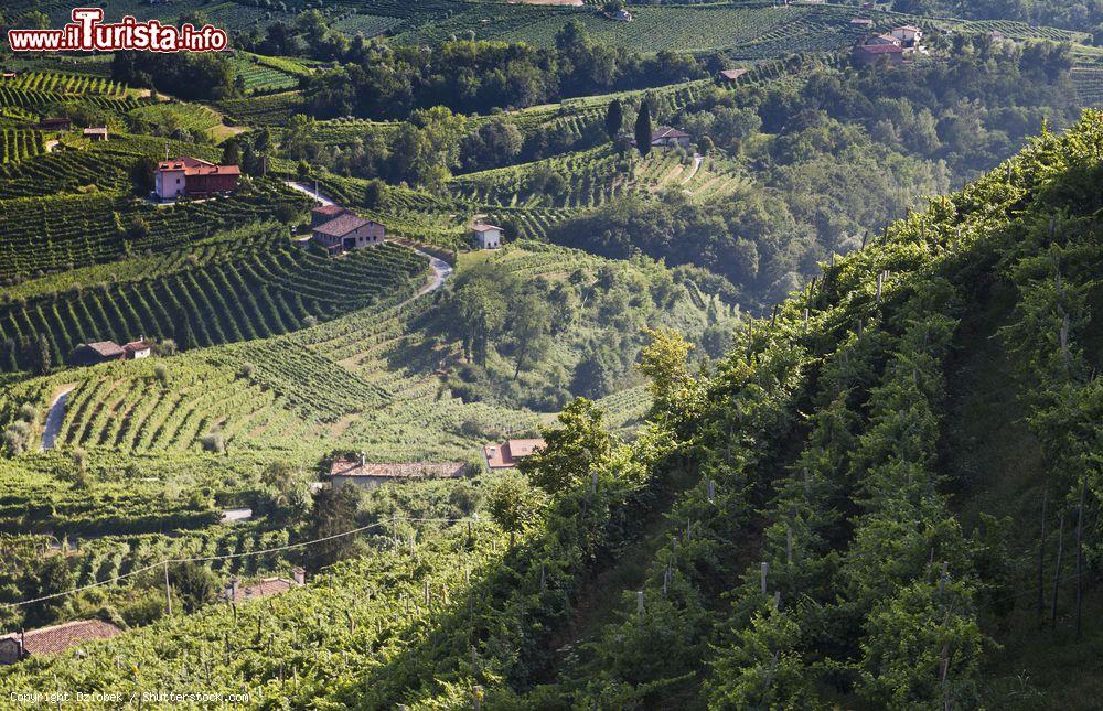 Immagine Le colline nei dintorni di Conegliano Veneto, non lontano da Valdobbiadene, dove vengono coltivate le vitti che consentiranno la produzione di vino prosecco - © Dziobek / Shutterstock.com