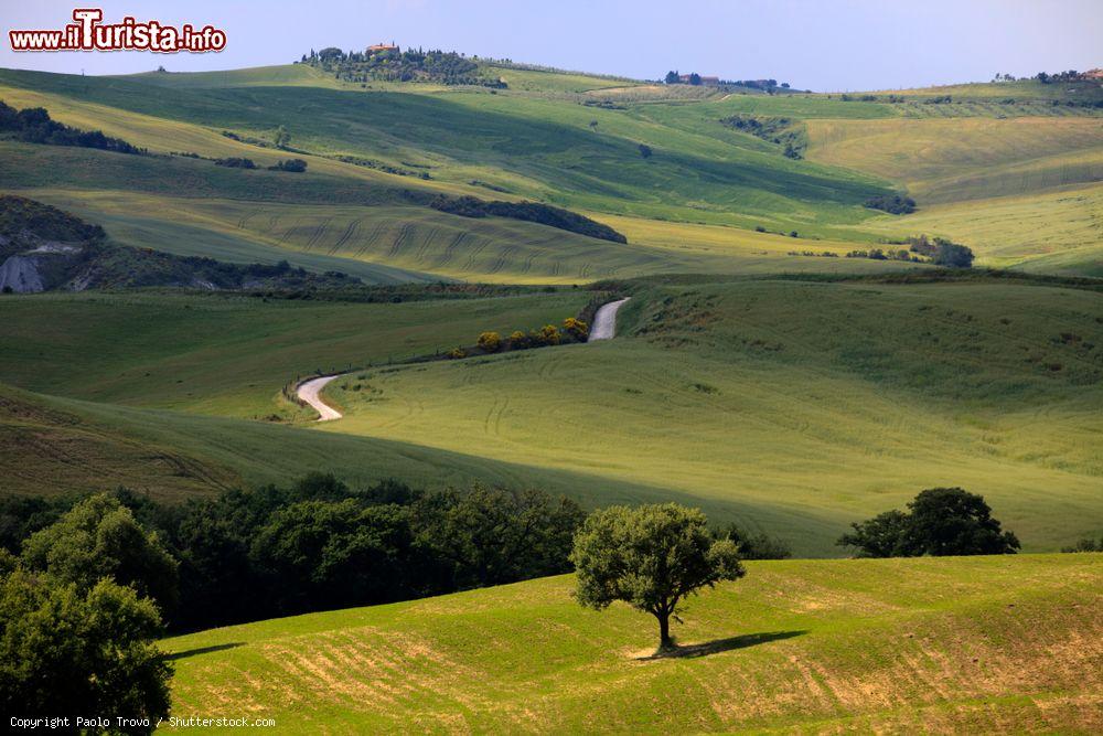 Immagine Le dolci colline delle Crete senesi nei pressi di Asciano, Toscana  - © Paolo Trovo / Shutterstock.com