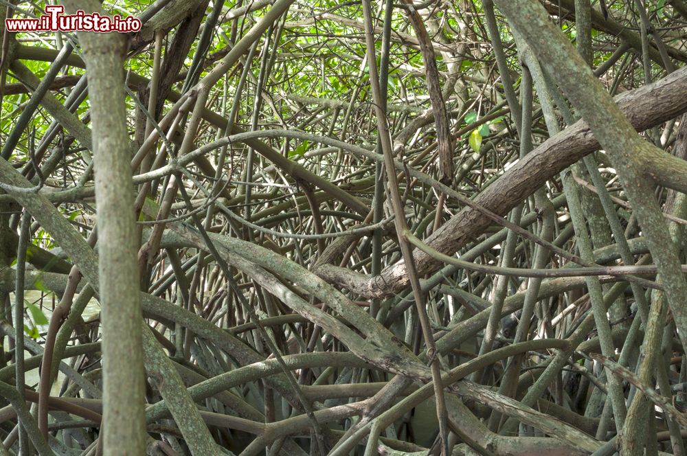 Immagine Le intricate radici di mangrovia lungo la baia di Chetumal, Messico.