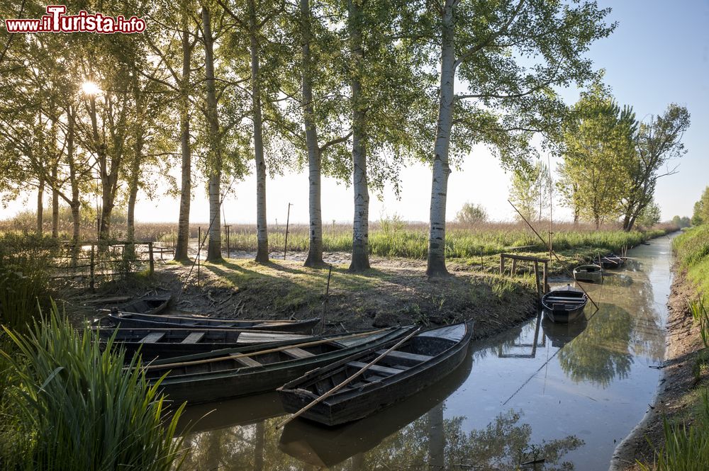 Immagine Le paludi di Fucecchio, ideali per birdwatching