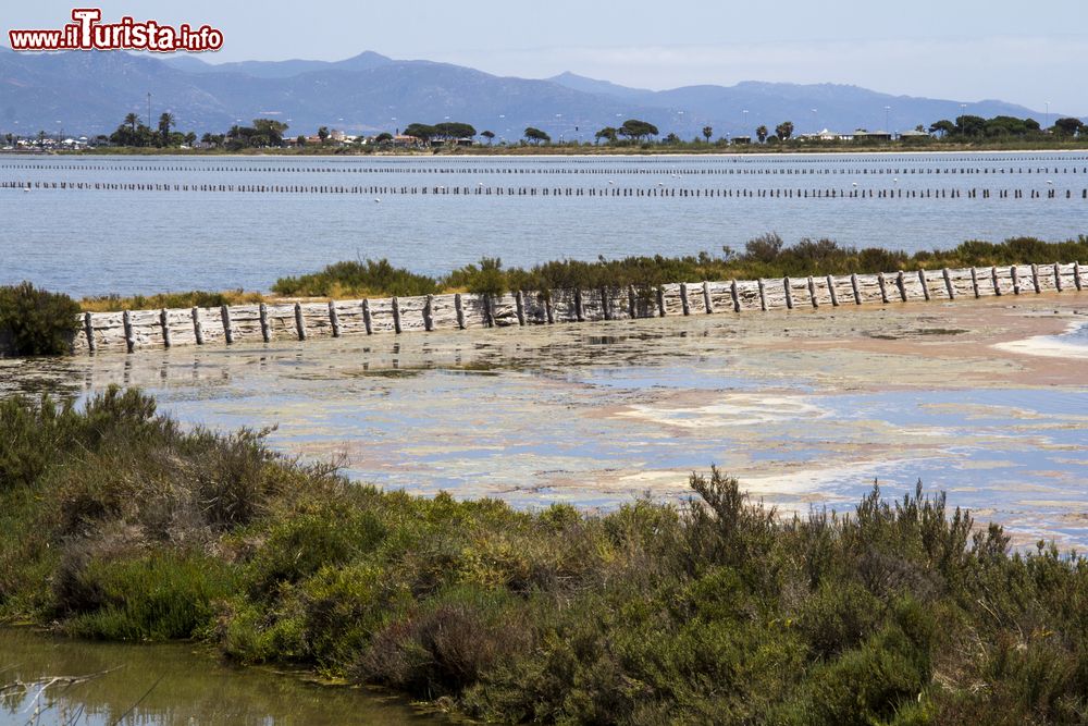 Immagine Le Saline del Molentargius vicino a Quartu Sant Elena in Sardegna