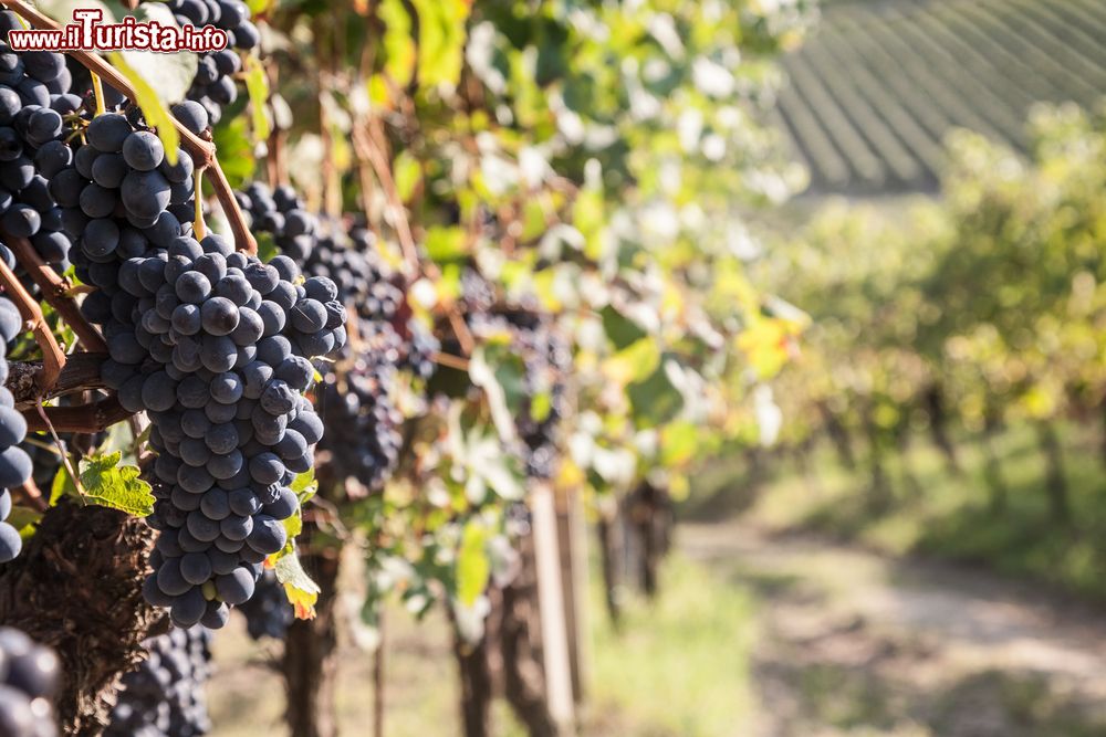 Immagine le uve coltivate nei vigneti di Nizza Monferrato in Piemonte, poco prima della vendemmia