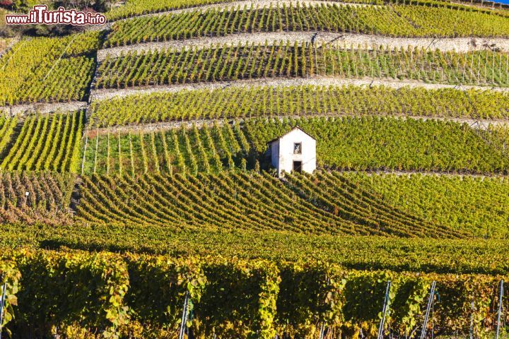 Immagine Rinomata per il suo bianco locale, Sion si distingue per i vigneti con coltivazioni innovative che utilizzano una rete di canali in pendenza sulle colline. Incastonata in una delle aree vitivinicole più prestigiose della Svizzera, la Sitten tedesca permette delle passeggiate lungo le fenditure del terreno, note come "bisses", che diventano una delle proposte più interessanti per gli amanti della natura e delle attività outdoor - © PHB.cz (Richard Semik) / Shutterstock.com