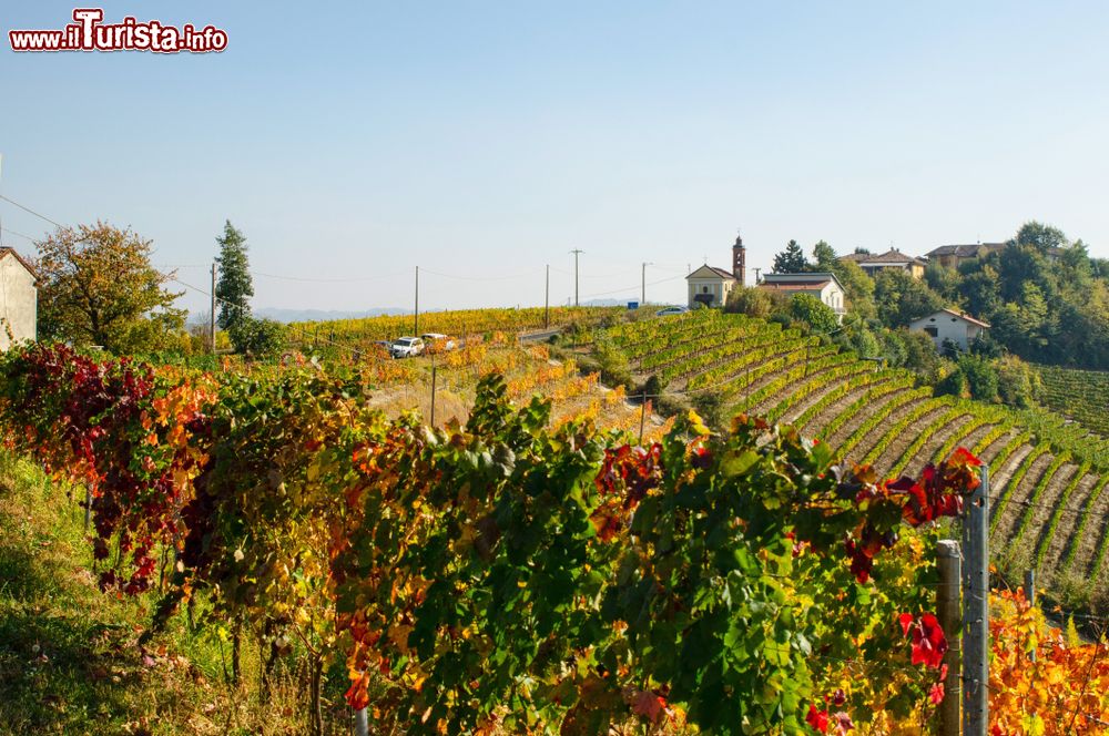 Immagine Le viti pronte per la vendemmia nelle campagne di Nizza Monferrato in Piemonte