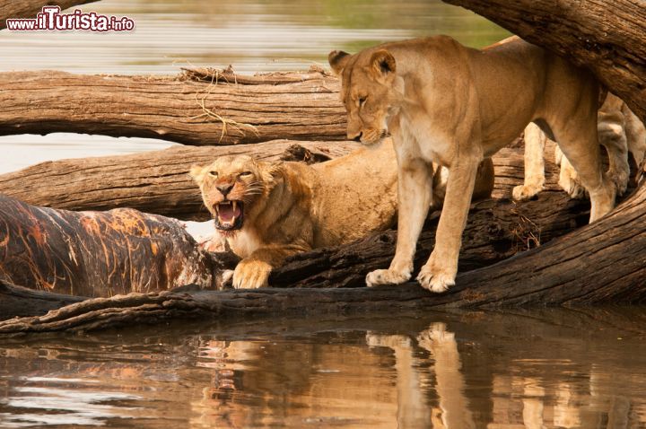 Immagine Leoni al fiume nel parco nazionale di Ruaha in Tanzania. Dopo la tigre, "Panthera Leo" è il più grande dei cinque felidi di questa famiglia con alcuni esemplari maschi che possono raggiungere e superare anche i 250 chilogrammi di peso. Questi mammiferi carnivori abitano tipicamente savane e praterie ma possono adattarsi anche a foreste e aree cespugliose. Rispetto ad altri felini, i leoni hanno uno spiccato spirito di socialità: vivono in branco con un maschio alfa, o al massimo due se fratelli, un gruppo di femmine e i cuccioli. Fra i più grandi predatori terrestri e il più grande in assoluto d'Africa, a diverificare i maschi dalle femmine di questa specie non è soltanto la stazza ma anche la folta criniera di cui solo i primi sono dotati © Andrew Molinaro / Shutterstock.com