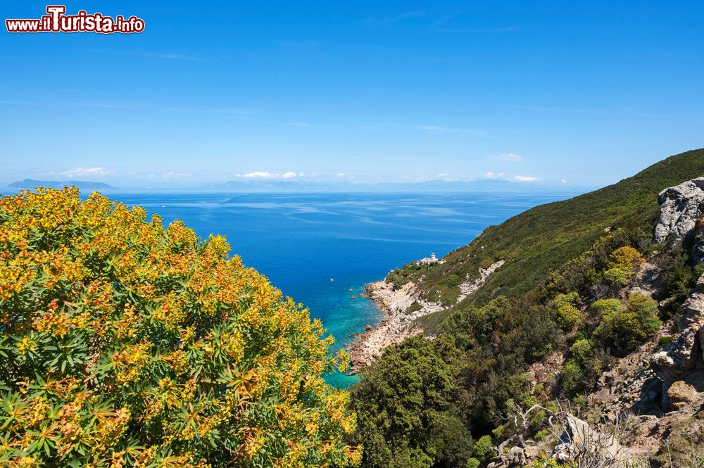 Immagine Macchia mediterranea (Euforbia) e costa con il Faro di Zannone, Isole Pontine: sullo sfondo le coste del Lazio