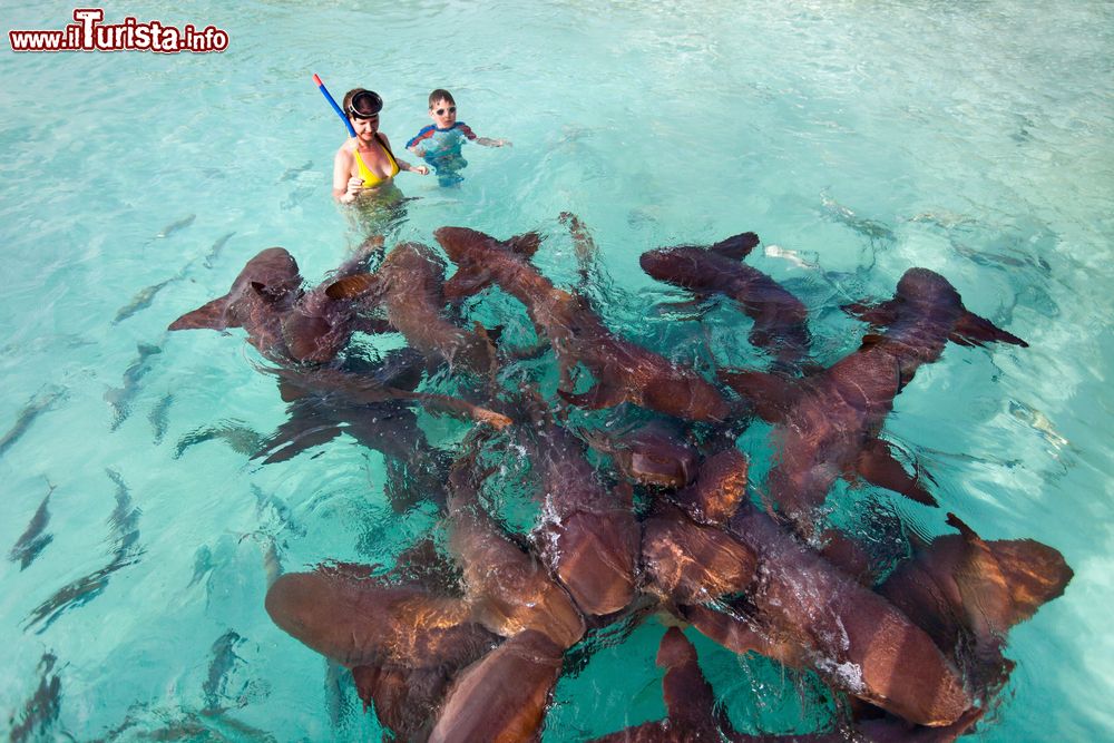 Immagine Madre e figlio nuotano fra squali nell'arcipelago di Exuma, Bahamas. L'acqua smeraldo dell'oceano è popolata da pesci di ogni razza.