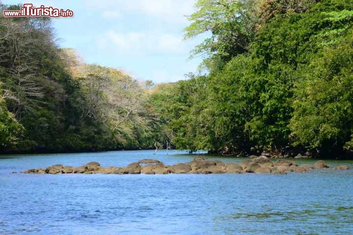 Immagine Mangrovie nella Blue Bay di Mahebourg, isola di Mauritius - A sud dell'isola, nei pressi di Mahebourg, si possono ammirare splendide foreste di mangrovie: costituite da piante prevalentemente legnose, queste formazioni vegetali si sviluppano sui litorali bassi delle coste marine tropicali © Pack-Shot / Shutterstock.com