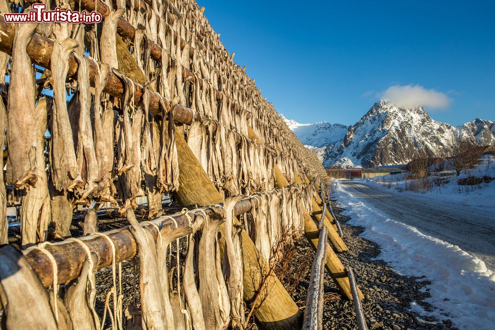 Immagine Merluzzi messi ad essiccare a Svolvaer, Lofoten, Norvegia.