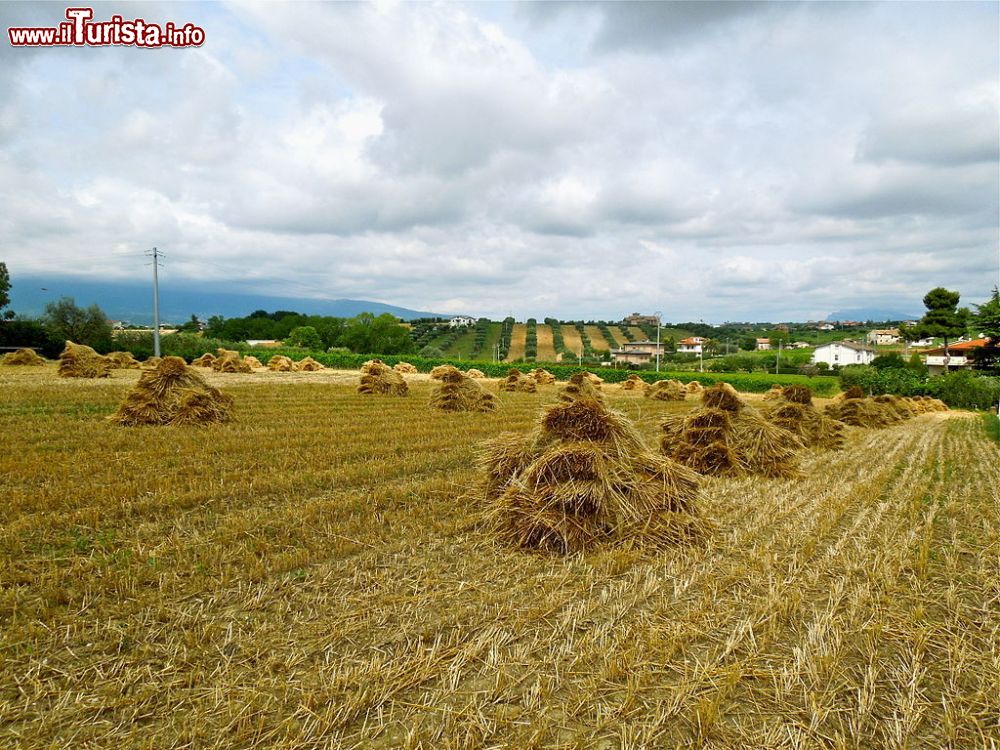 Immagine Mietitura nelle campagne di Ancarano in provincia di Teramo. Siamo sulle colline della Strada del Vino di Controguerra in Abruzzo - © Infinitispazi, CC BY-SA 3.0, Wikipedia