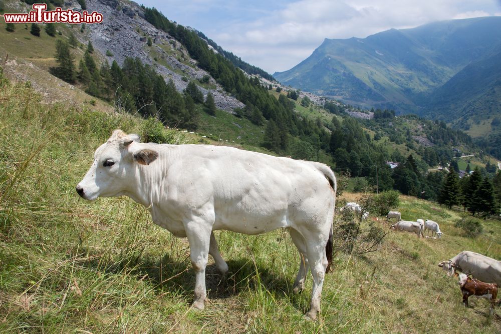 Immagine Mucche al pascolo a Castelmagno, Valle Grana, Piemonte. Il loro latte viene utilizzato per produrre il formaggio Castelmagno in forme cilindriche con diametro fra i 15 e i 25 centimetri.